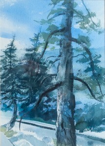 WCL - Big Bear Ponderosa Pine